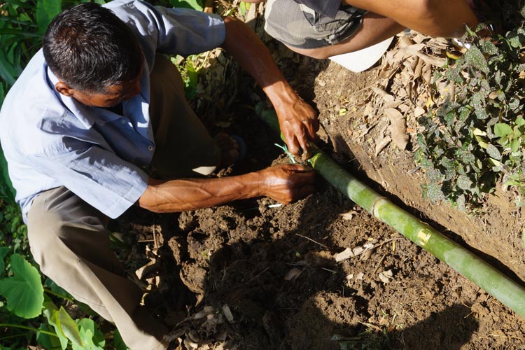 Caritas India Bamboo propagation at village