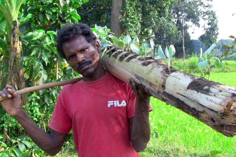 Caritas India Banana trunk