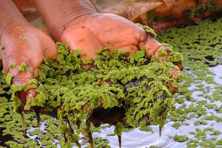 Cartias India Azolla