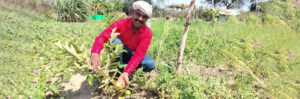 Paving a transformative journey toward sustainable agriculture