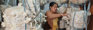 Empowering Arunachal Pradesh Farmers Through Oyster Mushroom Cultivation: A Sustainable Income Solution