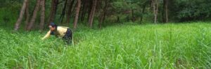 How 10 Women Farmers Tripled Their Millet and Buckwheat Yields in Rural Meghalaya